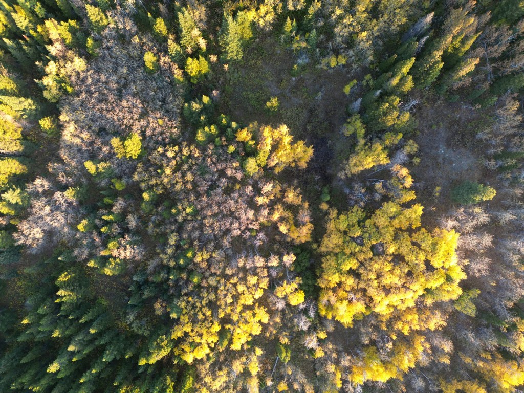 Dream Jurnal Entry&nbsp;011